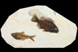Fossil Fish (Cockerellites) & Diplomystus - Green River Formation #131202-2